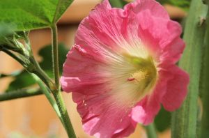 Pink hollyhock (my first ever!)
