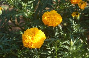 The marigolds think you should figure it out for yourself.